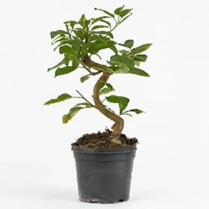 Manzano - Malus domestica - Bonsai