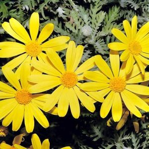 Margarita amarilla - Euryops pectinatus