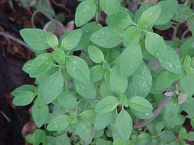 Mejorana - Origanum majorana - Imagen 4