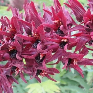 Melera - Melianthus major