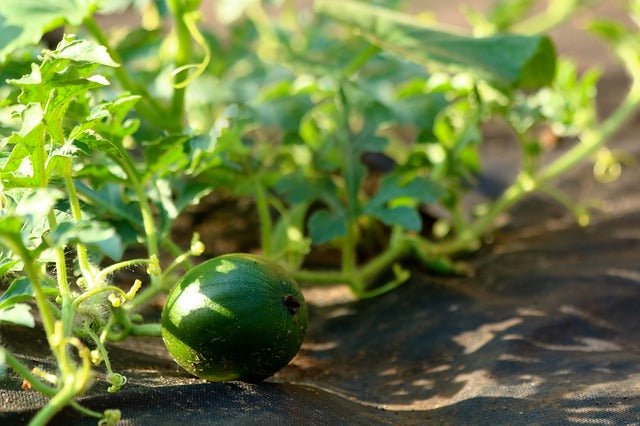 Melón piel de sapo - Cucumis melo - Plantel