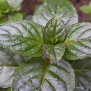 Menta chocolate - Menta bergamota - Mentha citrata