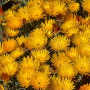 Mesem amarillo - Lampranthus spectabilis