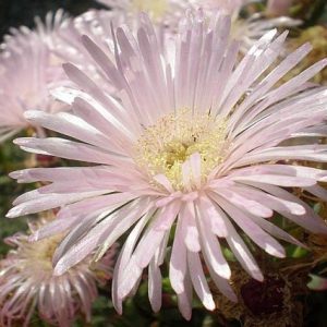 Mesem blanco - Lampranthus blandus