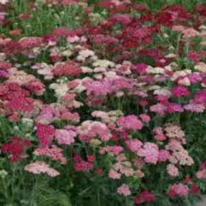 Milenrama - Achillea millefolium