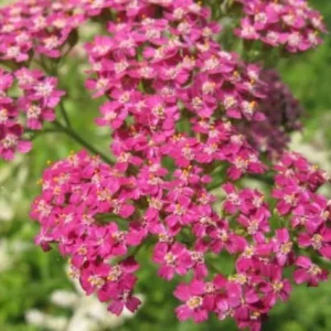 Milenrama 'Cerise Queen' - Achillea millefolium