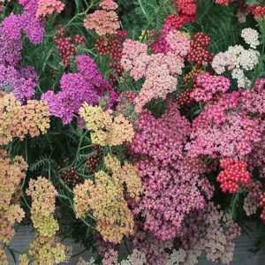 Milenrama 'Summer Pastels' - Achillea millefolium