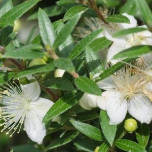 Mirto común Microphylla - Myrtus communis