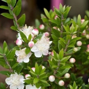 Mirto de Tarento - Myrtus communis subsp. tarentina