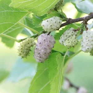 Morera blanca - Morus alba