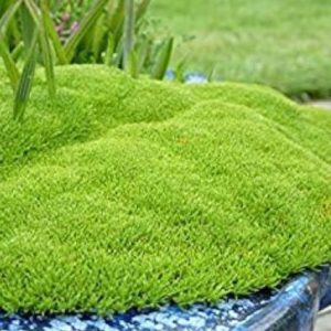 Musgo de Nueva Zelanda - Scleranthus uniflorus