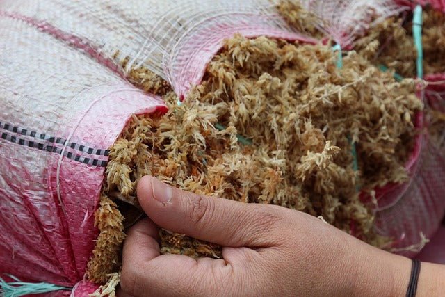 Musgo de sphagnum - Musgo Mágico - Imagen 2