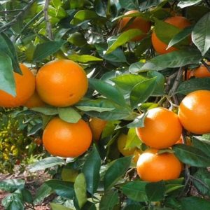 Naranjo dulce - Navelina - Citrus sinensis