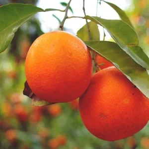 Naranjo dulce Sanguinelli - Naranjo Sanguina española