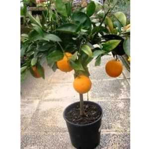 Naranjo enano - Citrus sinensis