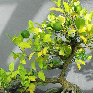 Naranjo moruno - Citrus myrtifolia - Bonsai