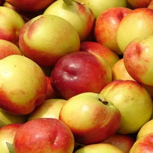 Nectarina Amarilla - Prunus persica