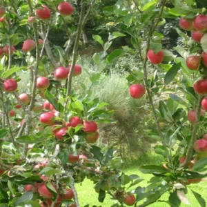 Nectarina Fantasía - Prunus persica
