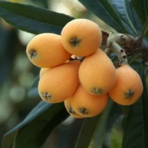 Níspero japonés Argelino - Eriobotrya japonica