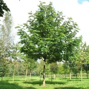 Nuez del Cáucaso - Pterocarya fraxinifolia