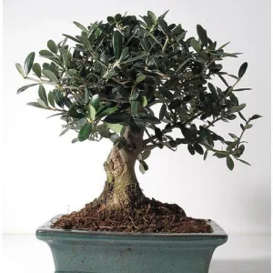 Olivo europeo - Olea europaea - Bonsai