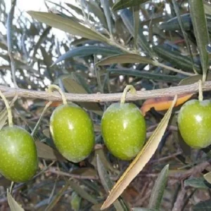 Olivo Gordal sevillana - Olea europaea
