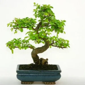 Olmo chino - Ulmus parvifolia - Bonsai
