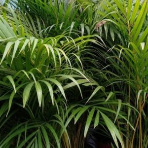 Palma areca - Dypsis lutescens