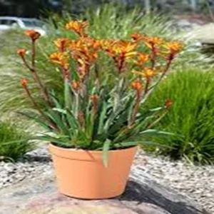 Patas de canguro Bush Fire - Anigozanthos