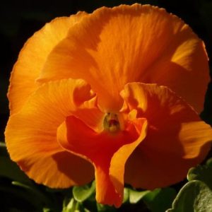 Pensamiento - Viola Wittrockiana