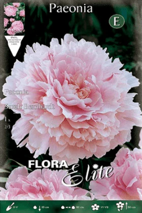 Peonia rosa - Paeonia - Bulbos - Imagen 2