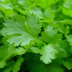 Perejil de hoja lisa - Petroselinum satinum - Petroselinum vulgaris