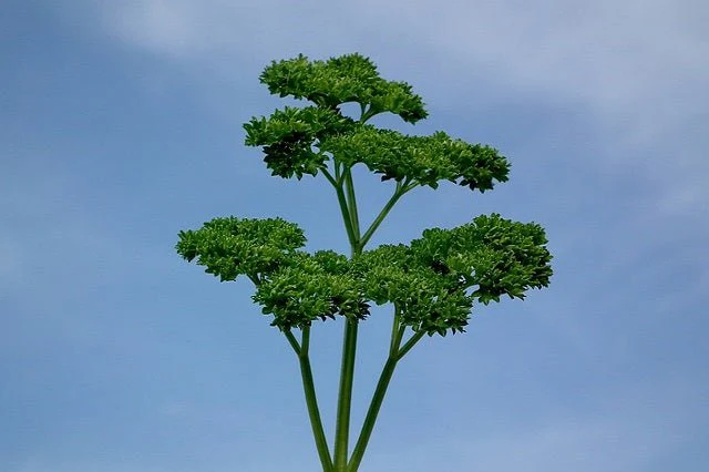 Perejil francés rizado - Petroselinum crispum