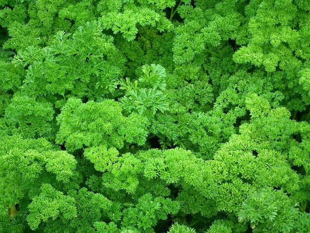 Perejil francés rizado - Petroselinum crispum - Imagen 3