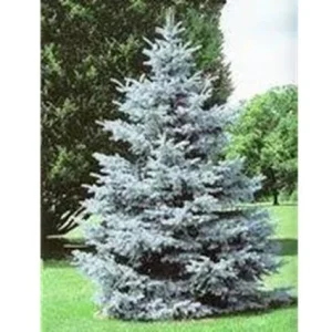 Pícea azul Oldenburg - Picea pungens