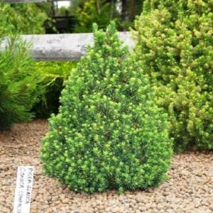 Pícea blanca Conica - Picea glauca