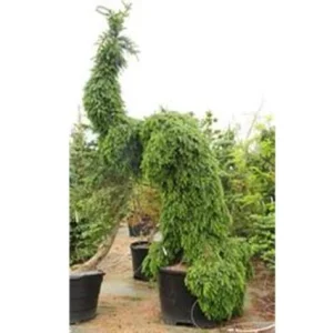 Pícea de Serbia Pendula - Picea omorika