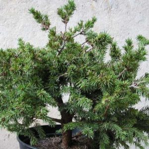 Pícea oriental - Picea orientalis - Bonsai