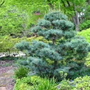 Pino blanco japonés Glauca - Pinus parviflora