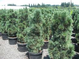 Pino cembro Compacta Glauca - Pinus cembra