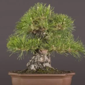 Pino japonés de Thunberg - Pinus thunbergii - Bonsai