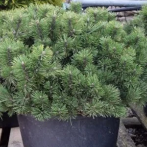 Pino negro Humpy - Pinus mugo