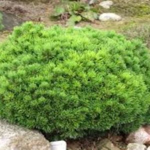 Pino negro Mops - Pinus mugo