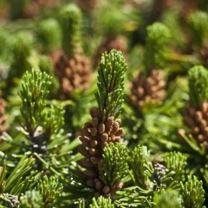 Pino negro Mughus - Pinus mugo