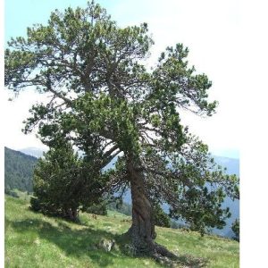 Pino negro Uncinata - Pinus mugo