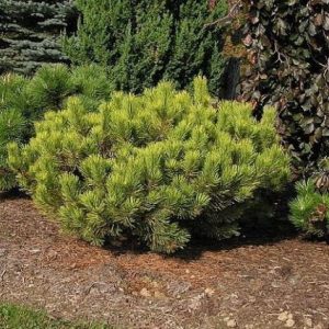 Pino negro Winter Gold - Pinus mugo