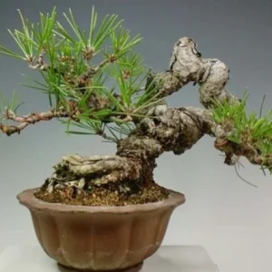Pino piñonero - Pinus pinea - Bonsai