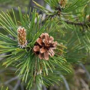 Pino salgareño Austriaca - Pinus nigra