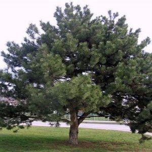 Pino salgareño - Pinus nigra - Pino negral