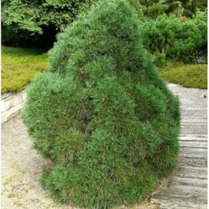 Pino silvestre Globosa Viridis - Pinus sylvestris